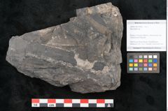 Foto (Objekt + Etikett) von Neuropteris sp.  (NHMW-GEO-2024-0188-10684)